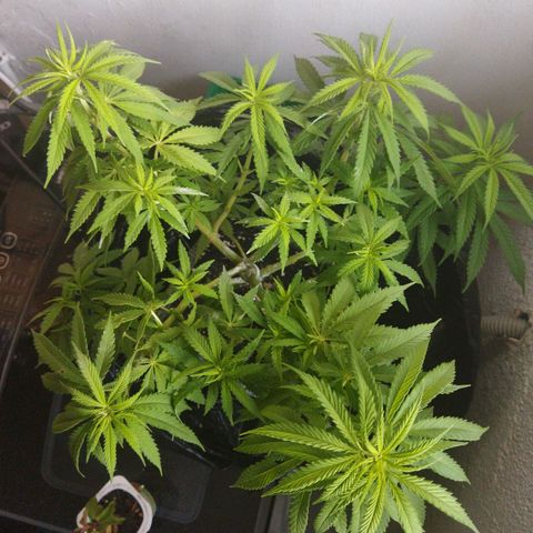 Mosca Haze growlog timeline photo