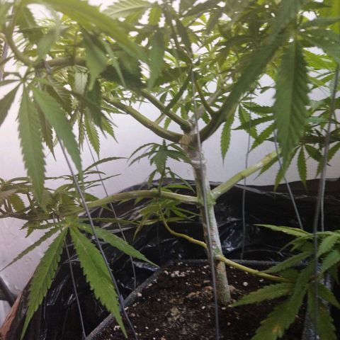 Mosca Haze growlog timeline photo