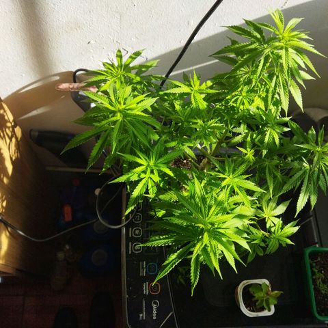 Mosca Haze growlog timeline photo