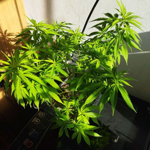 Mosca Haze growlog timeline photo