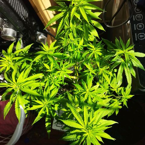 Mosca Haze growlog timeline photo