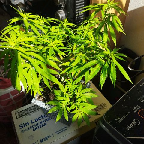 Mosca Haze growlog timeline photo