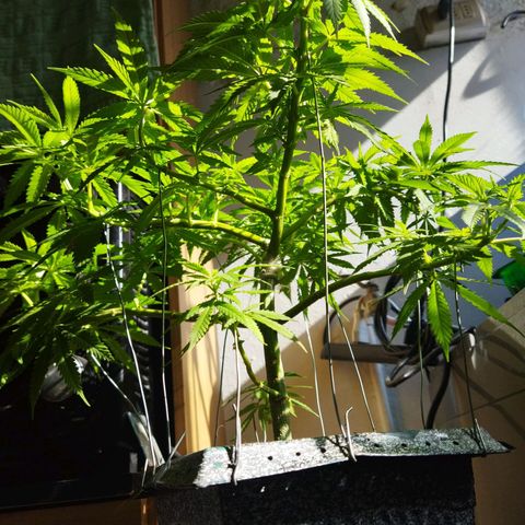 Mosca Haze growlog timeline photo