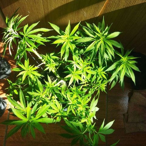 Mosca Haze growlog timeline photo