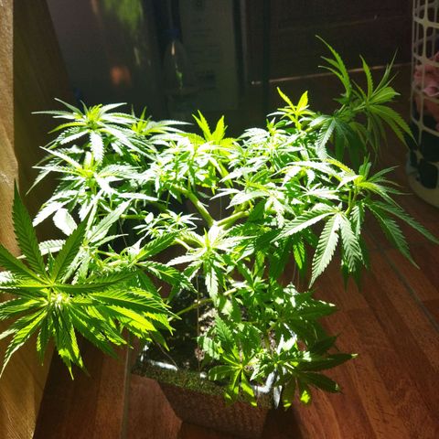 Mosca Haze growlog timeline photo