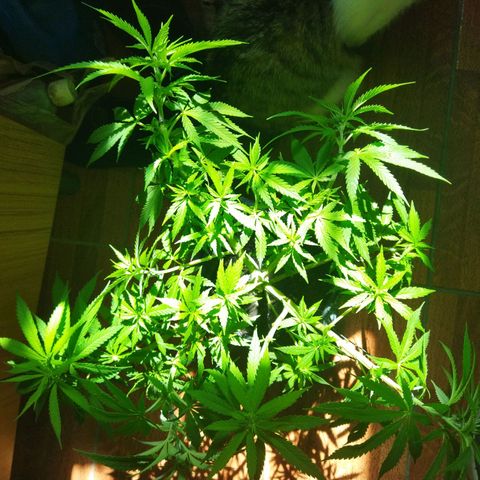 Mosca Haze growlog timeline photo