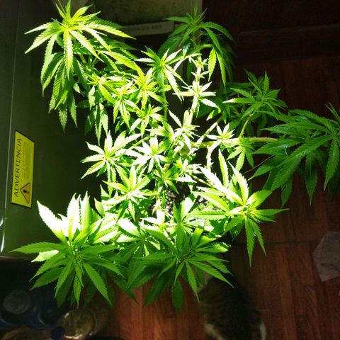 Mosca Haze growlog timeline photo