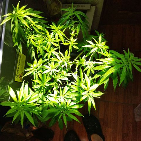 Mosca Haze growlog timeline photo