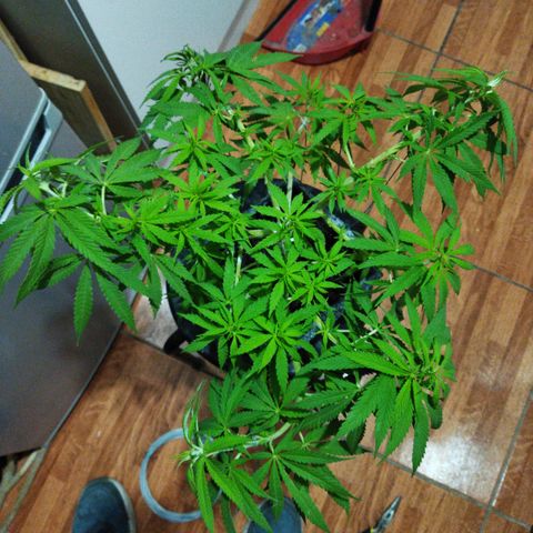 Mosca Haze growlog timeline photo