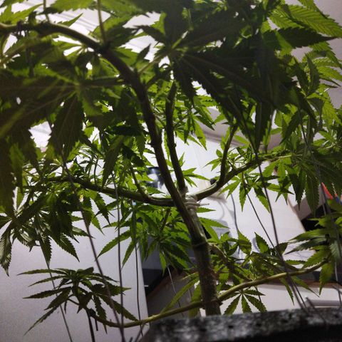 Mosca Haze growlog timeline photo