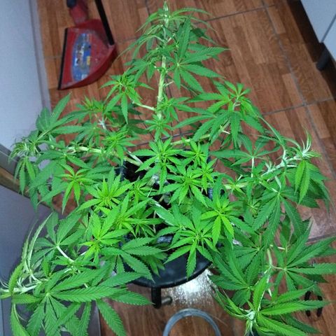 Mosca Haze growlog timeline photo