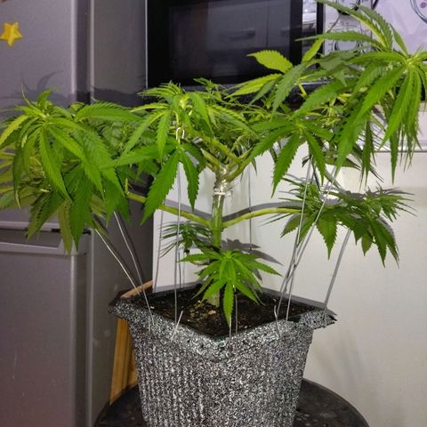 Mosca Haze growlog timeline photo