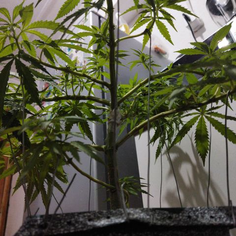 Mosca Haze growlog timeline photo
