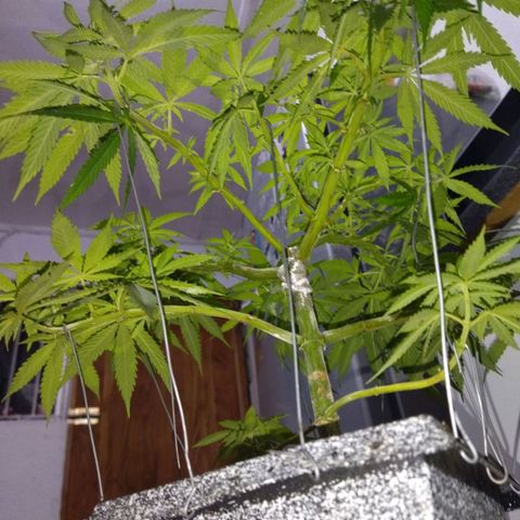 Mosca Haze growlog timeline photo