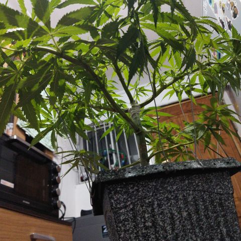 Mosca Haze growlog timeline photo