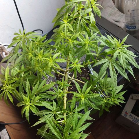 Mosca Haze growlog timeline photo