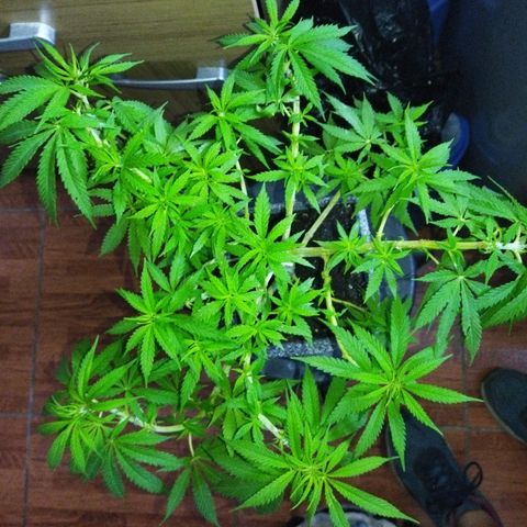 Mosca Haze growlog timeline photo