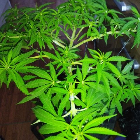 Mosca Haze growlog timeline photo