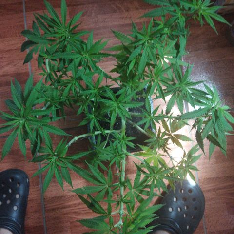 Mosca Haze growlog timeline photo