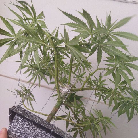 Mosca Haze growlog timeline photo
