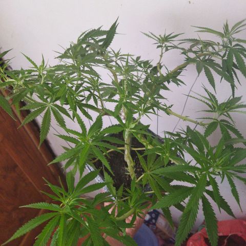 Mosca Haze growlog timeline photo