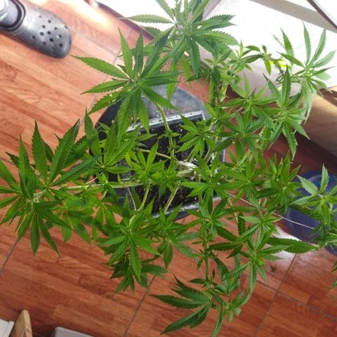 Mosca Haze growlog timeline photo