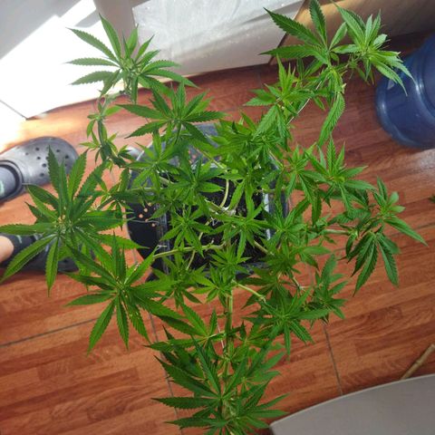 Mosca Haze growlog timeline photo