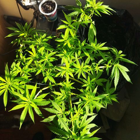 Mosca Haze growlog timeline photo