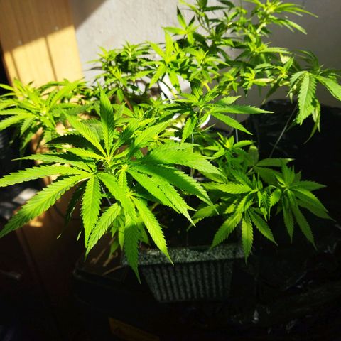 Mosca Haze growlog timeline photo