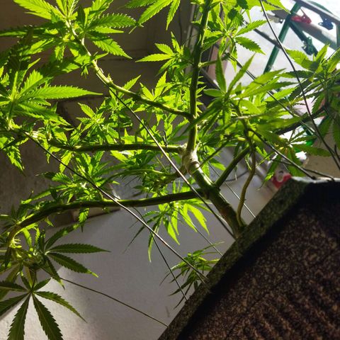 Mosca Haze growlog timeline photo