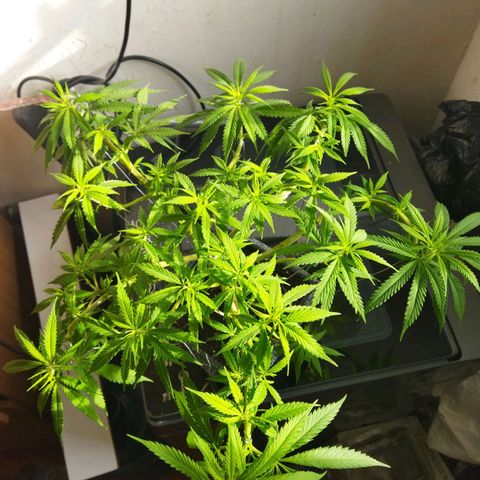 Mosca Haze growlog timeline photo