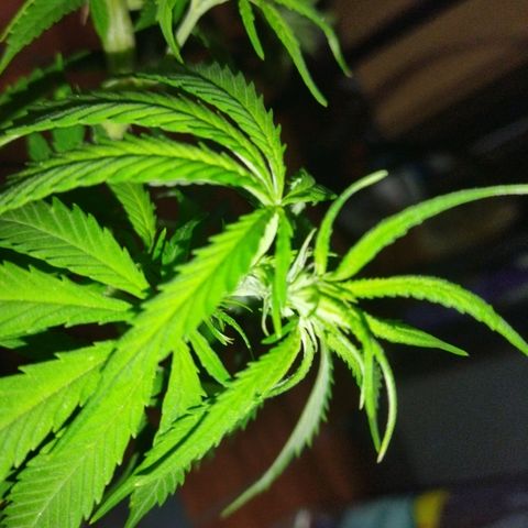 Mosca Haze growlog timeline photo