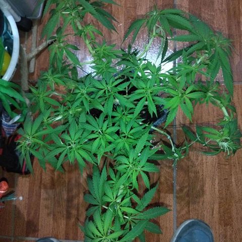 Mosca Haze growlog timeline photo