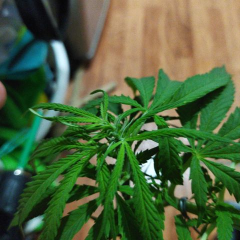 Mosca Haze growlog timeline photo