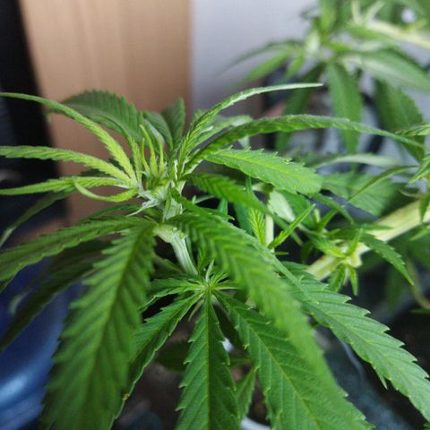 Mosca Haze growlog timeline photo