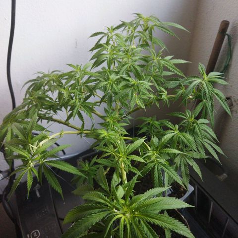 Mosca Haze growlog timeline photo