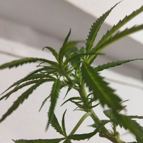 Mosca Haze growlog timeline photo