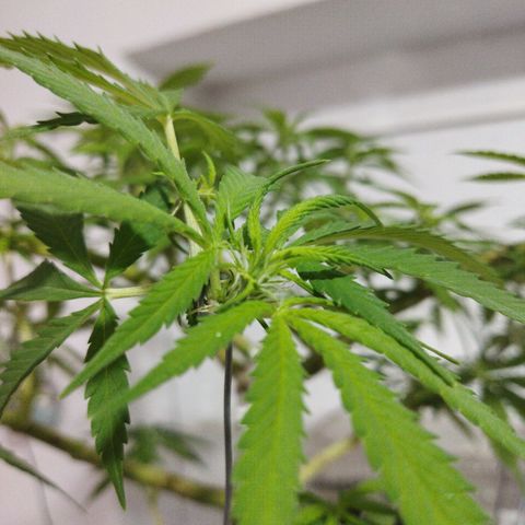 Mosca Haze growlog timeline photo