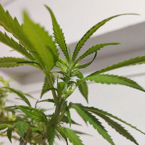 Mosca Haze growlog timeline photo