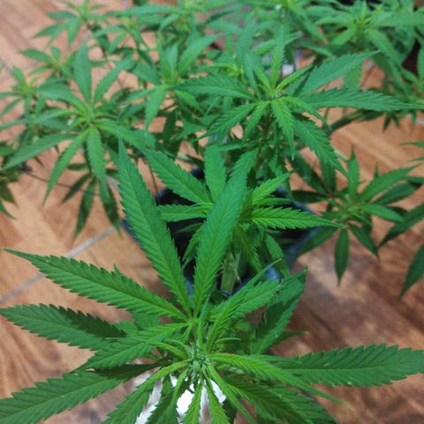 Mosca Haze growlog timeline photo
