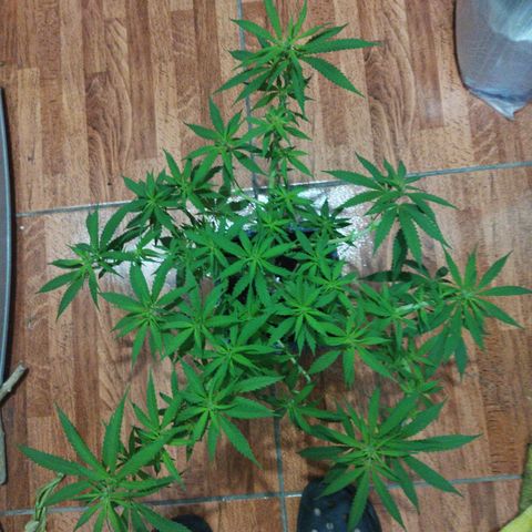 Mosca Haze growlog timeline photo