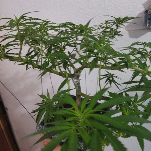 Mosca Haze growlog timeline photo