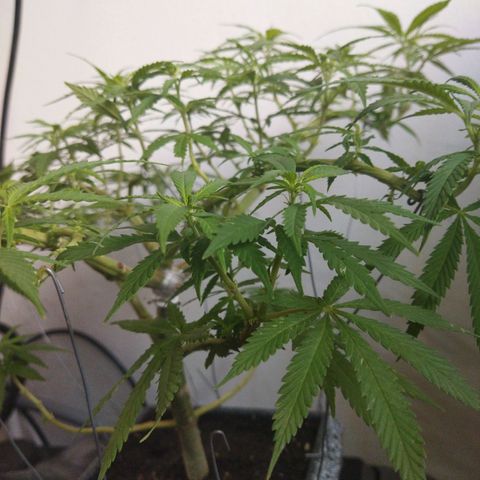 Mosca Haze growlog timeline photo