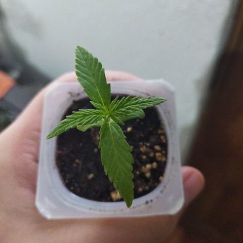 Monster Yeti  growlog timeline photo