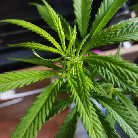 Mosca Haze growlog timeline photo