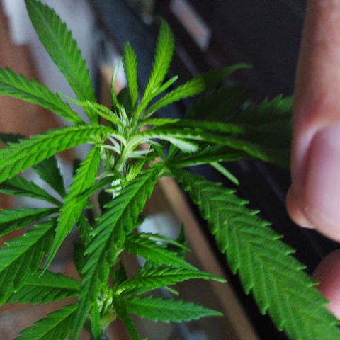 Mosca Haze growlog timeline photo