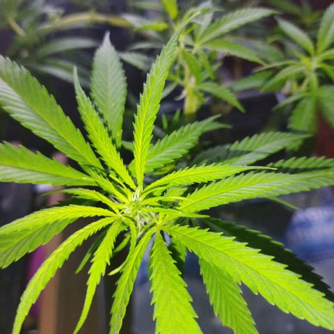 Mosca Haze growlog timeline photo