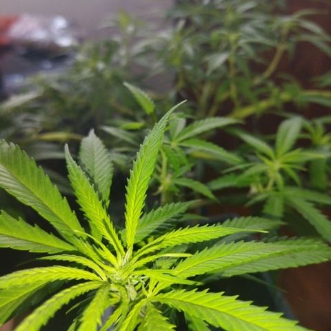 Mosca Haze growlog timeline photo