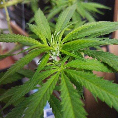 Mosca Haze growlog timeline photo