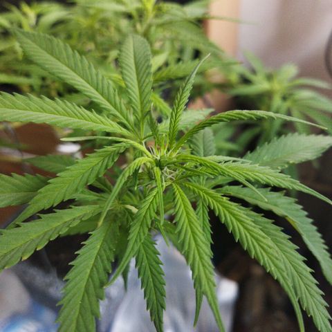 Mosca Haze growlog timeline photo